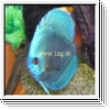 Fachhandel f�r  Zierfischrarit�ten