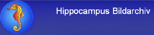Willkommen bei Hippocampus Bildarchiv><a><br><br></P> <br><br><br><br><p /><p><font face=